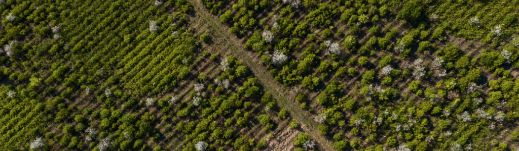 Zonificación forestal