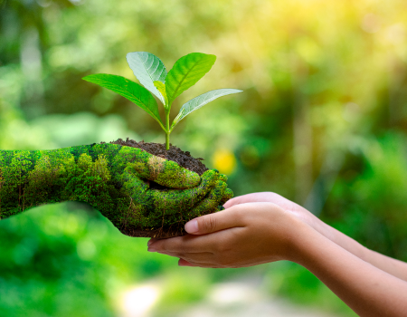 Manos humasnas pasándose una planta.