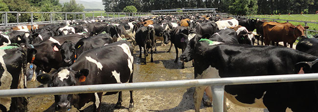 en la imagen se puede ver una vacas en un potrero