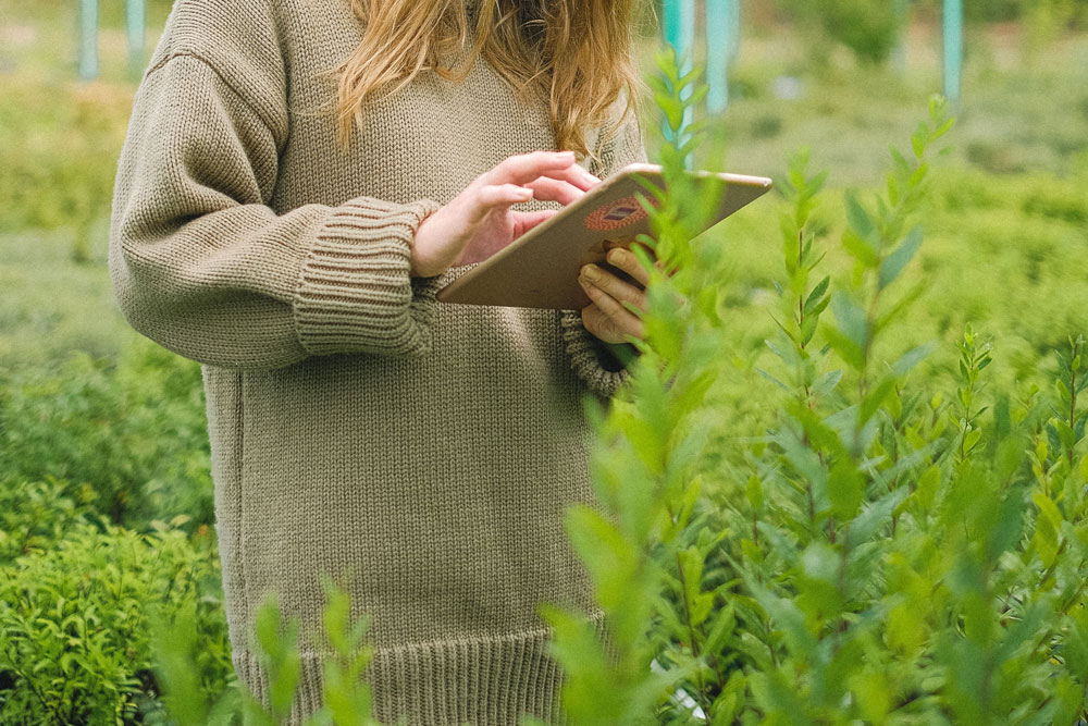 Mujer con una tableta en una plantación de pinos.