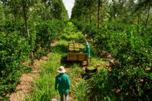 Entorno rural en el que dos hombres de uniforme interactúan con productos de la naturaleza.