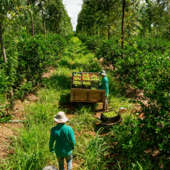 Semillero: Estudios Agroforestales y Eco Ambientales Rurales