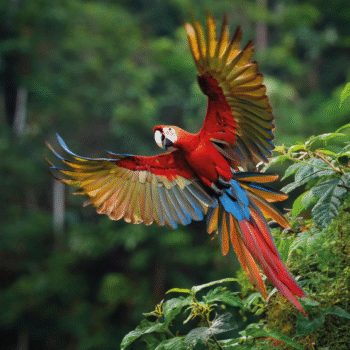 UCN sin fronteras: Costa Rica