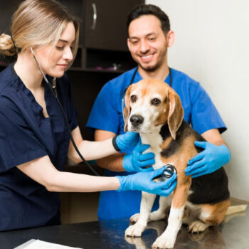Técnico Laboral en Asistencia Veterinaria