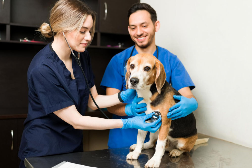 Técnico Laboral en Asistencia Veterinaria