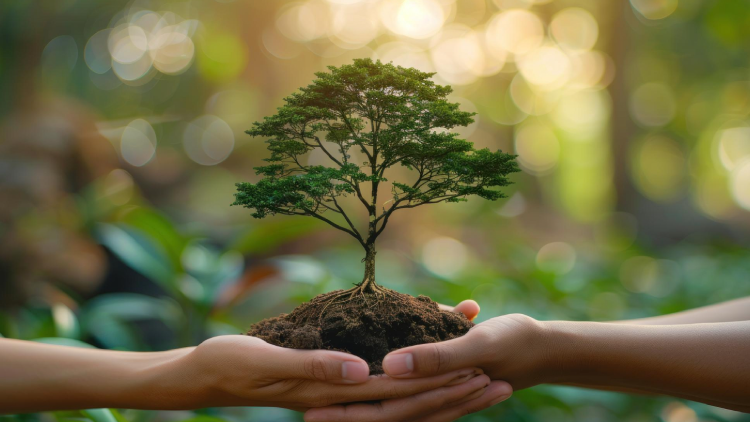 Manos sosteniendo un pequeño árbol plantado en tierra simbolizando el Día del Árbol