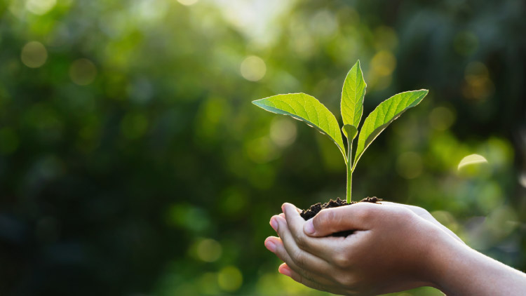 medio-ambiente Manos sosteniendo una planta